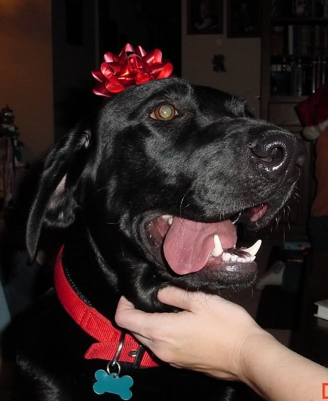 DukeatChristmas.jpg
