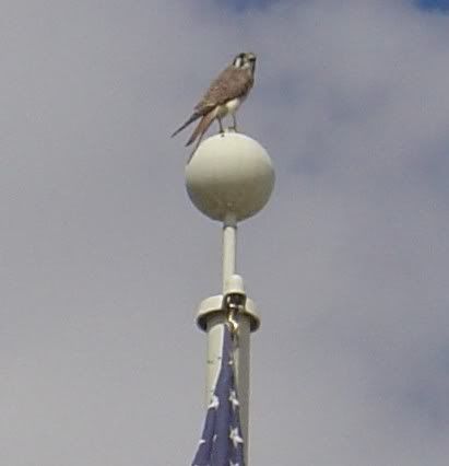 MamaKestral.jpg