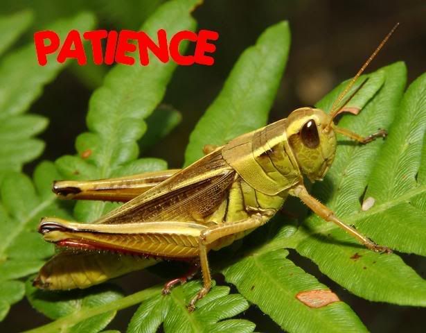 two-stripedgrasshopper.jpg