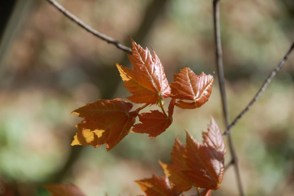 DSC_0022-5.jpg