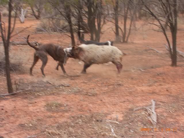 AussieRat2.jpg