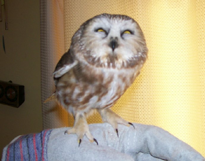 sawwhet.jpg