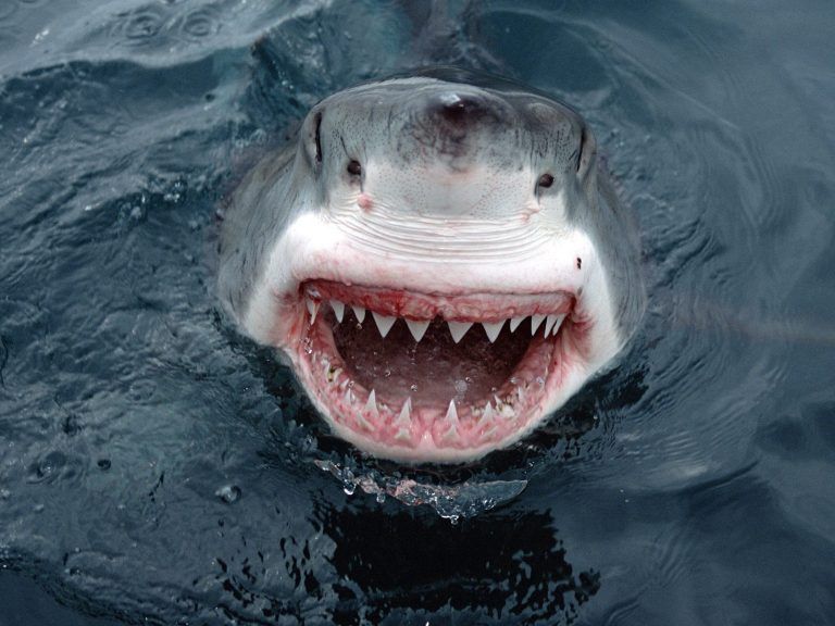 great-white-shark-smile1-768x576_zpsfsadiatb.jpg