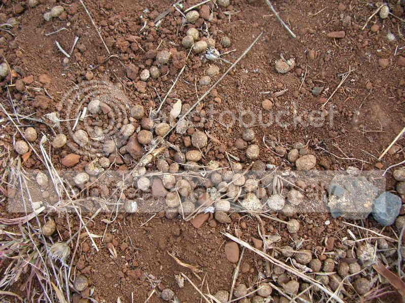 Rabbitdroppings.jpg