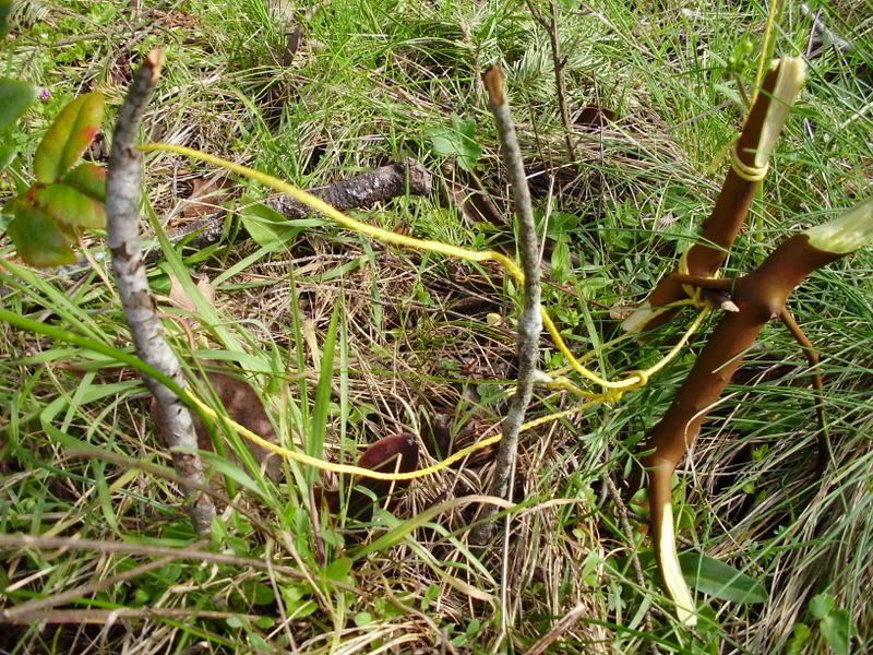 P3310009.jpg