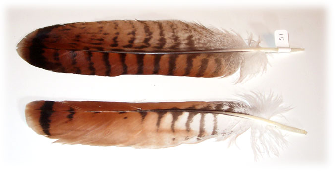 feather_bands.jpg