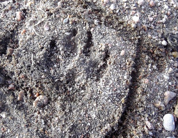 Footprint_zpsrkhwprfv.jpg