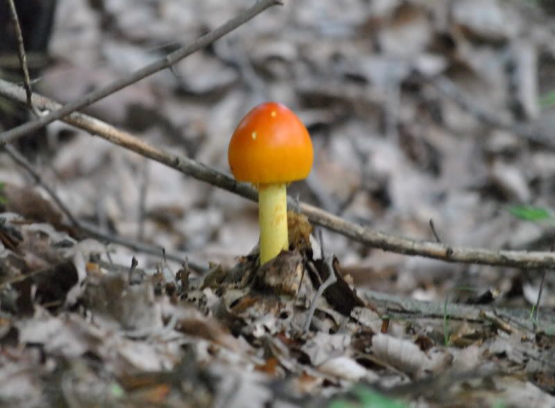 DSC_4632.jpg