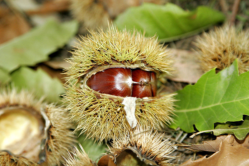 800px-Chestnut03.jpg