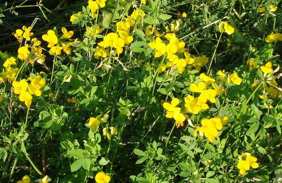 Lotuscorniculatus2.jpg