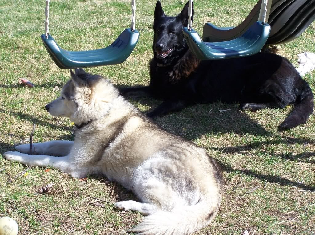 dogs.jpg