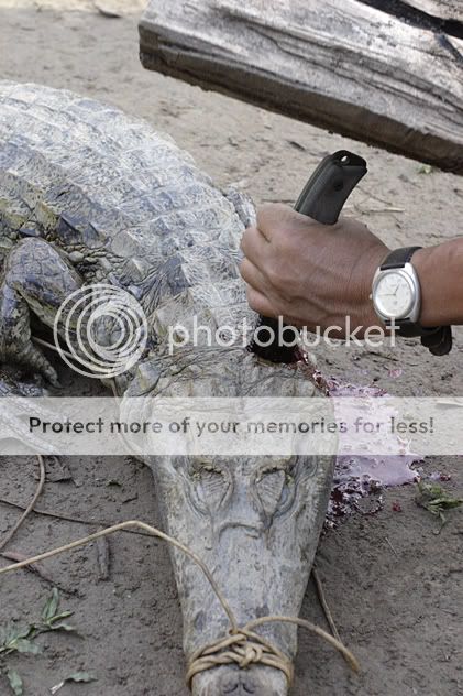 gator.jpg