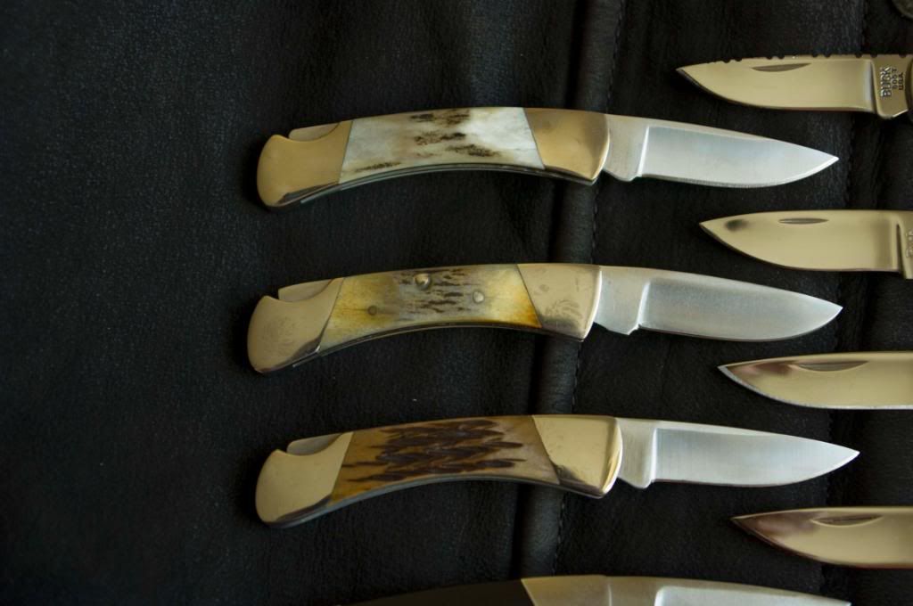 Buck505StagBonedrei.jpg