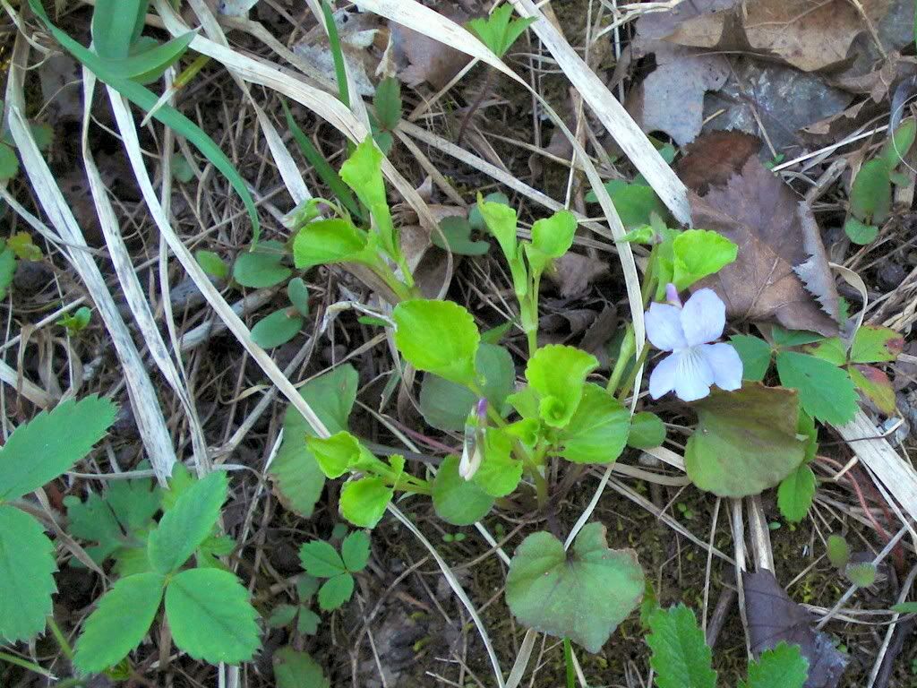 VioletandStrawberryleaves.jpg