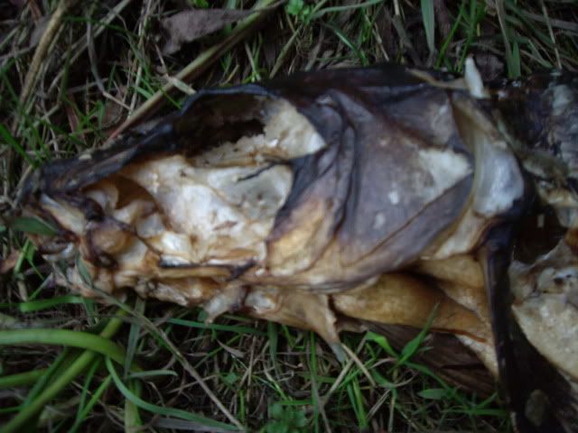 IMGP1389.jpg
