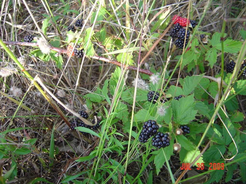 DSC01351.jpg