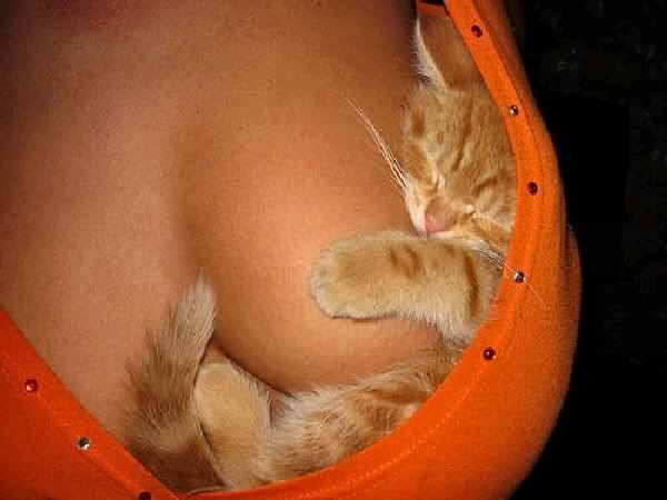 cat-named-lucky_Mod.jpg