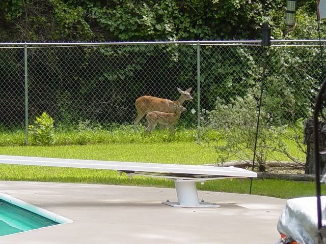 Deer008a.jpg