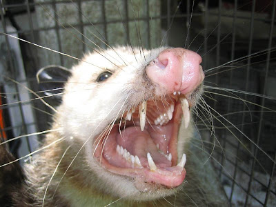 Possum+Teeth.jpg