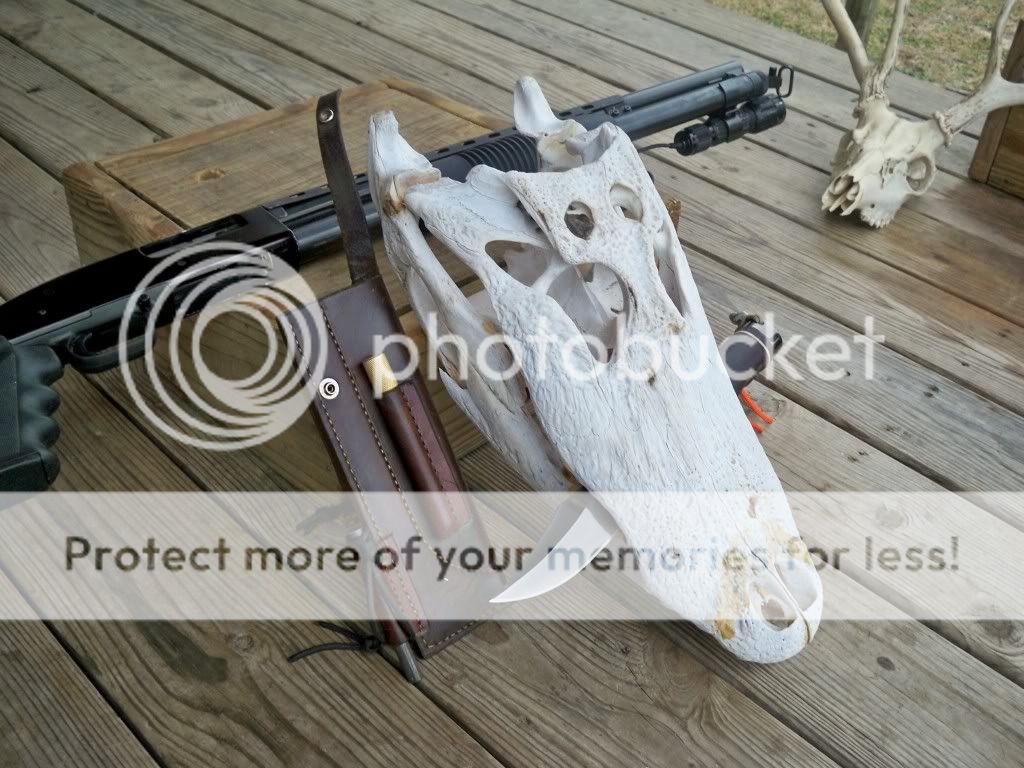 gatorsog.jpg