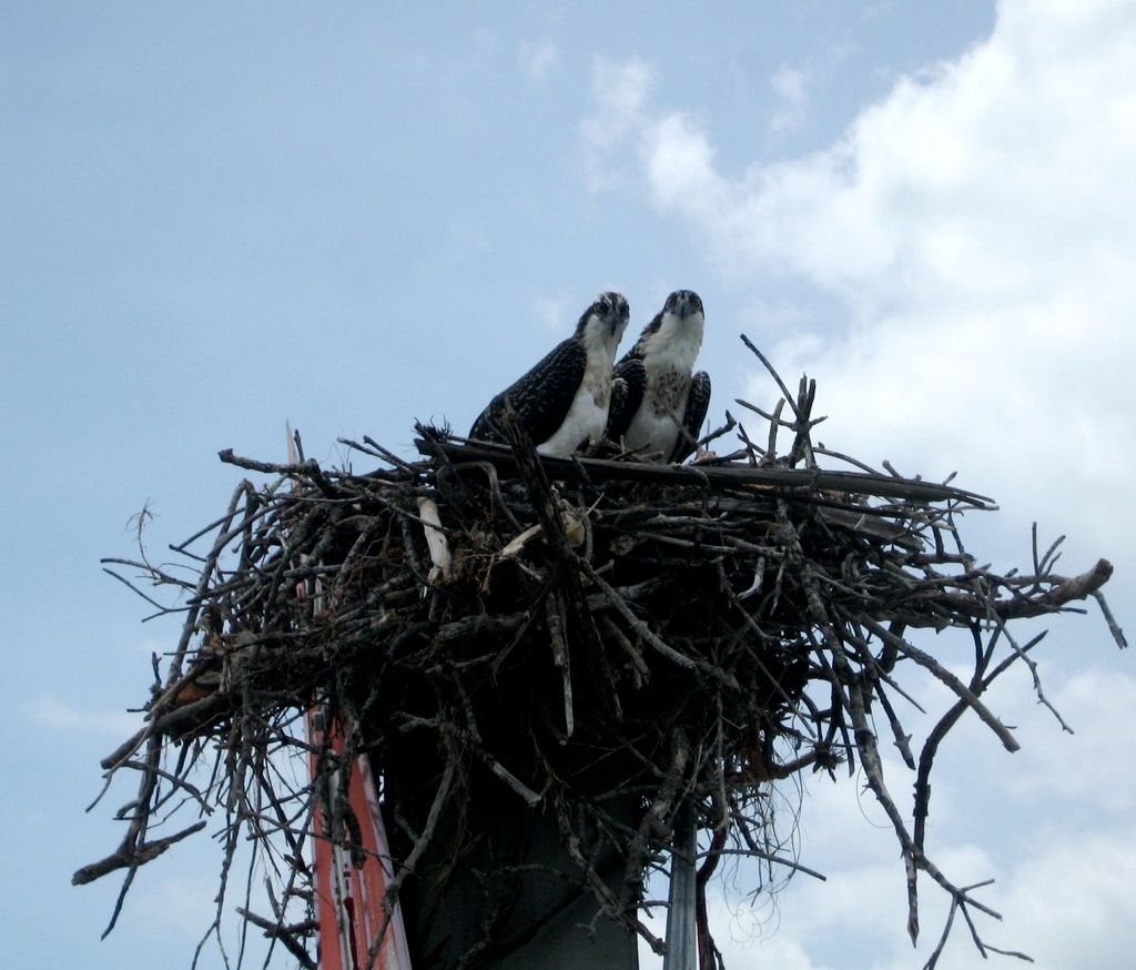 IMG_2247_zps816tvyto.jpg~original