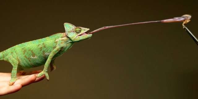 lizardtongue.jpg