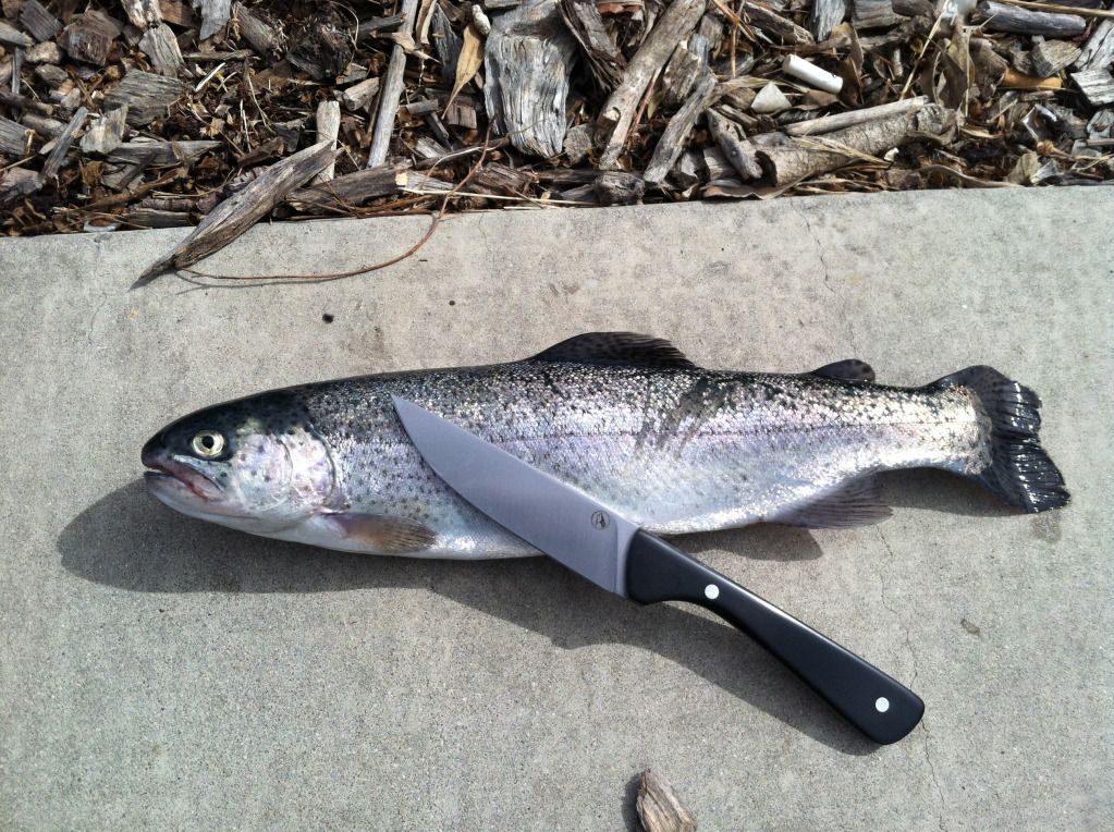 trout-102112.jpg