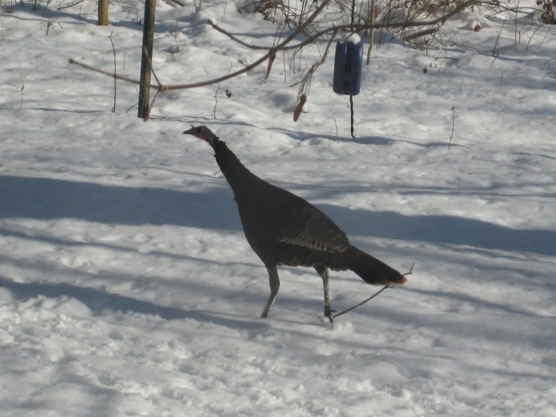 turkeys003.jpg