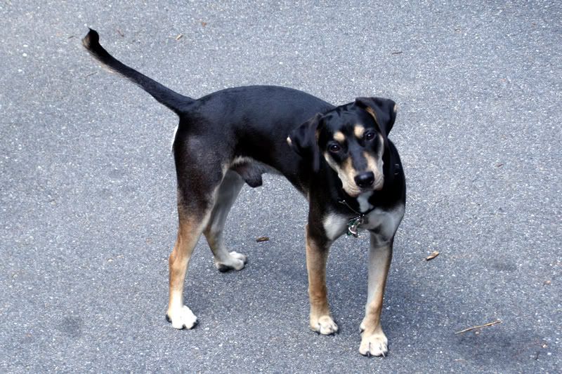 Petey04-1.jpg