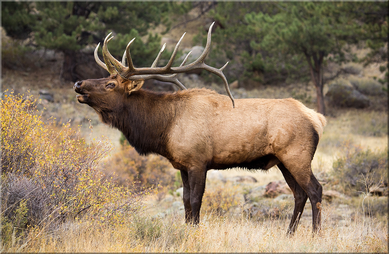 RMNP2012elk7.jpg