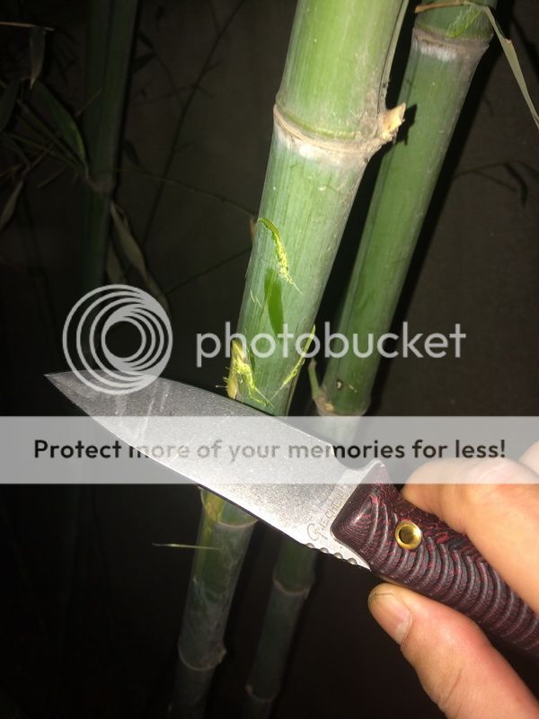 01BAMBOO3.jpg
