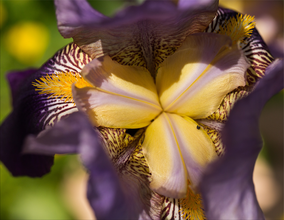 2020flowers-3.jpg