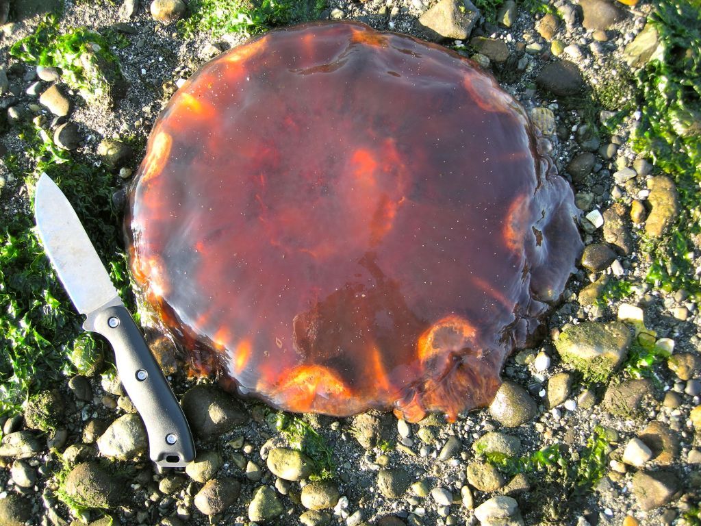 jellyfish.jpg