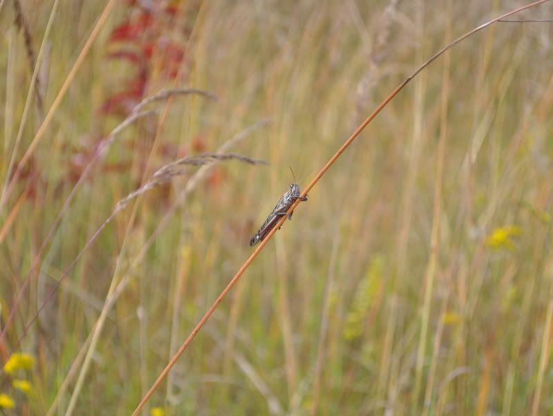 DSC_6415.jpg