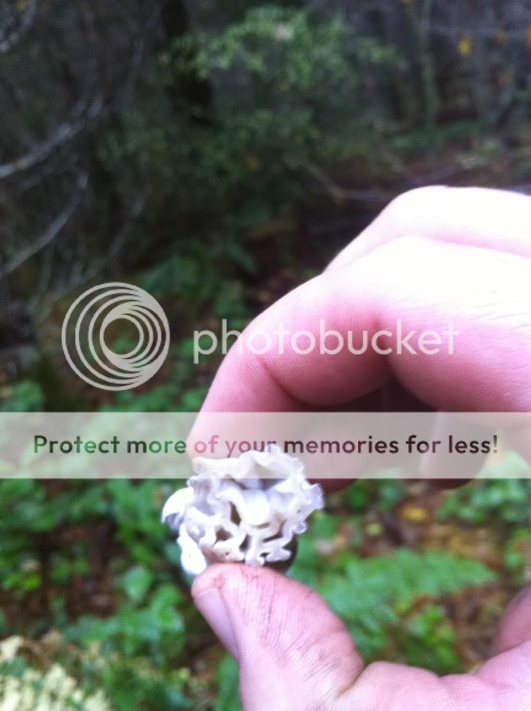 Mushrooms2.jpg