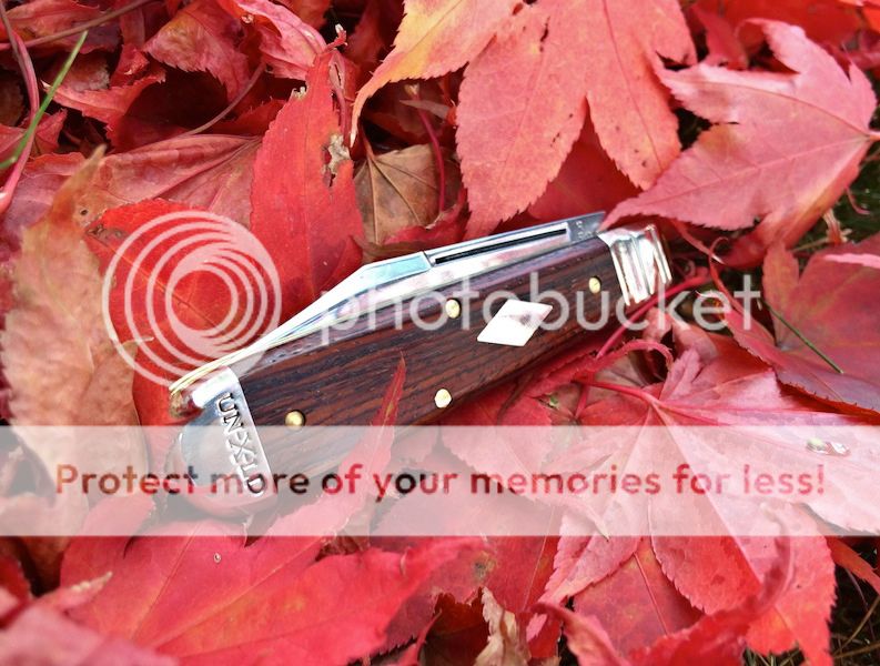 IMG_6144a.jpg~original