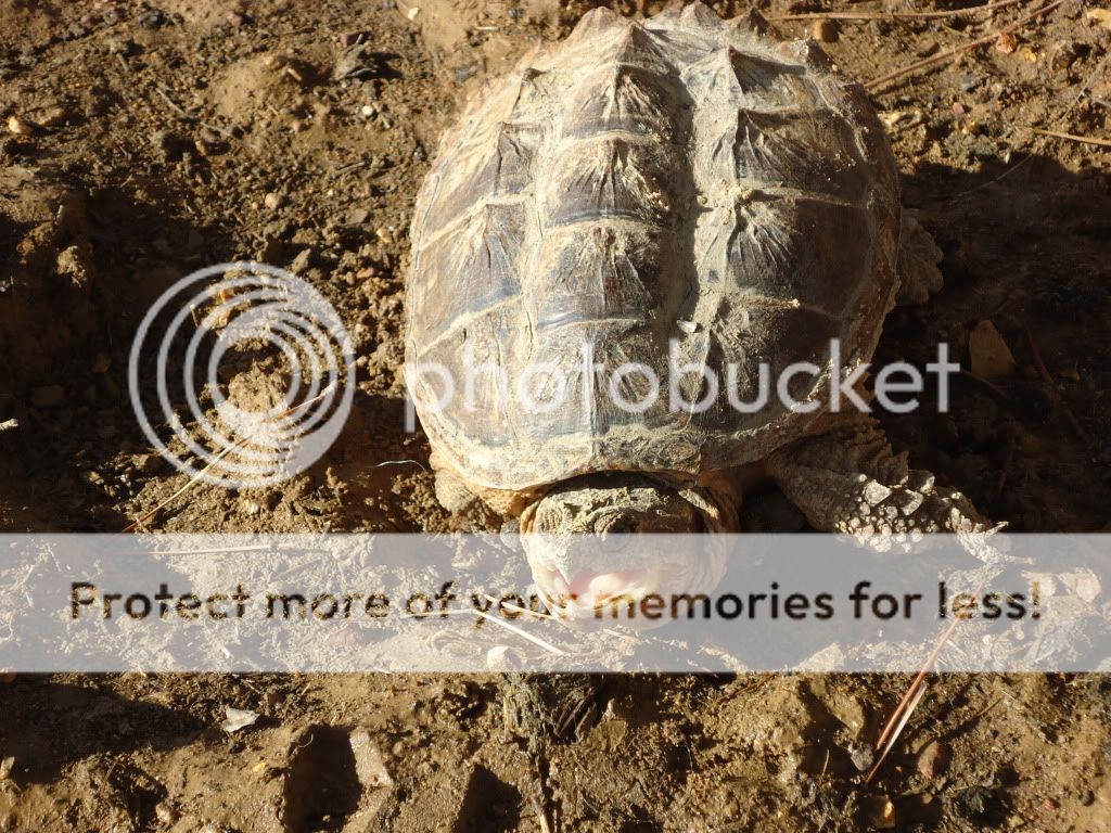 SnappingTurtle3.jpg