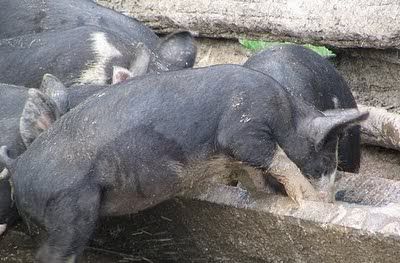 pigsfeeding.jpg