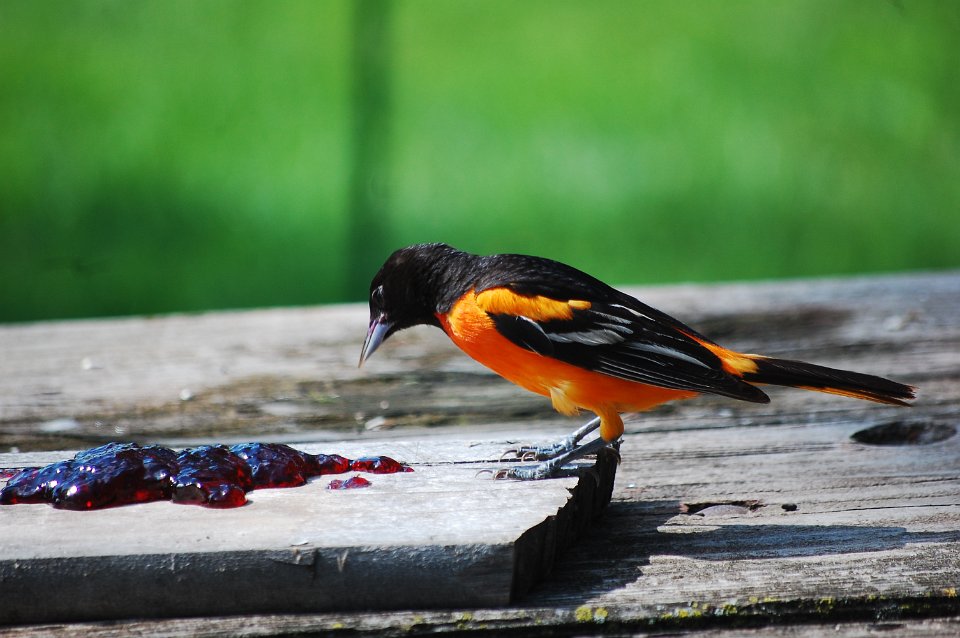 DSC_2484.JPG