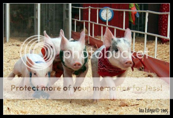 pig20races_zpscccba39e.jpg