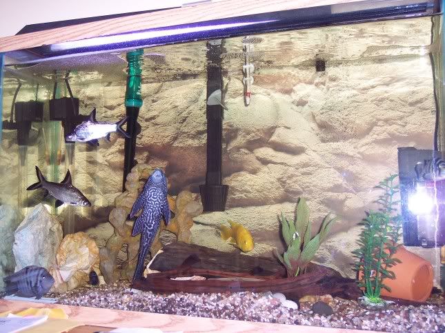 fish006.jpg