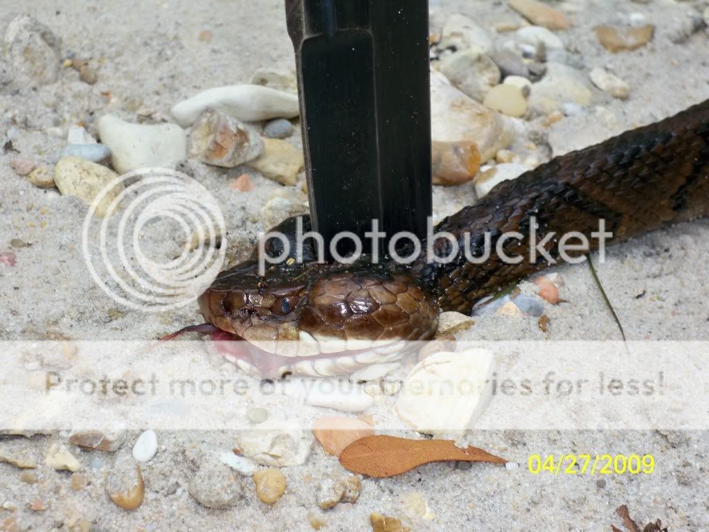 cottonmouth1.jpg