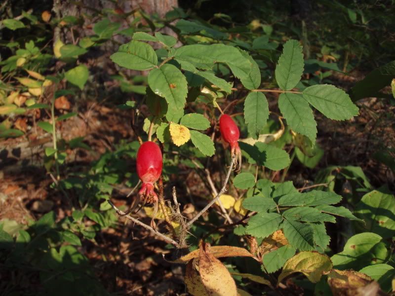 bwca2010hike082.jpg