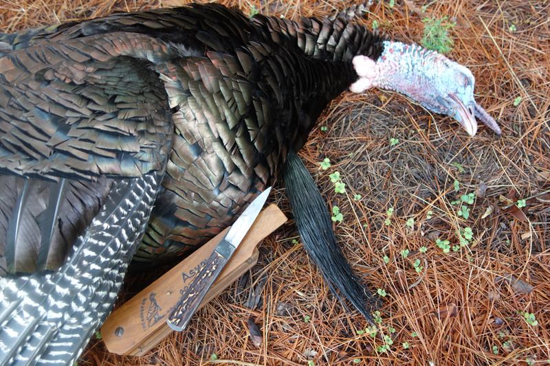 Turkey%20season%2015%201_zpsgz8s9pkg.jpg
