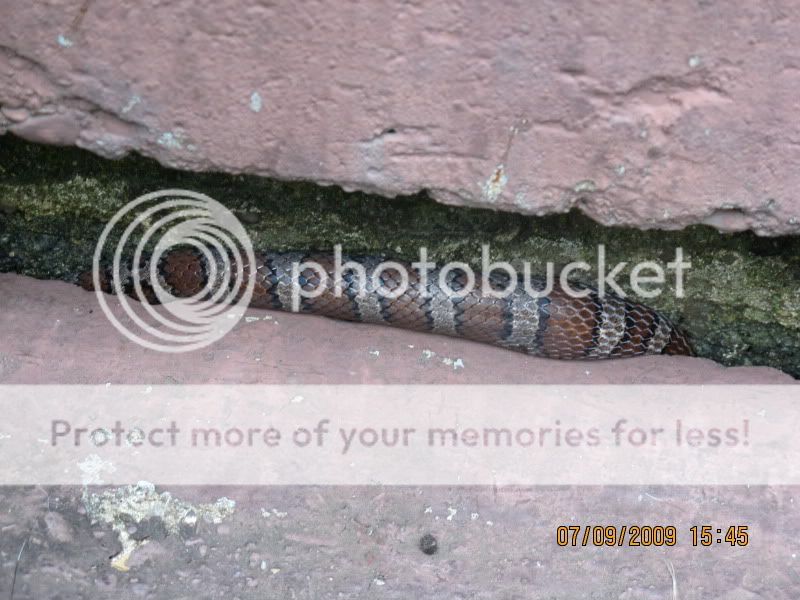 stoopsnake001.jpg