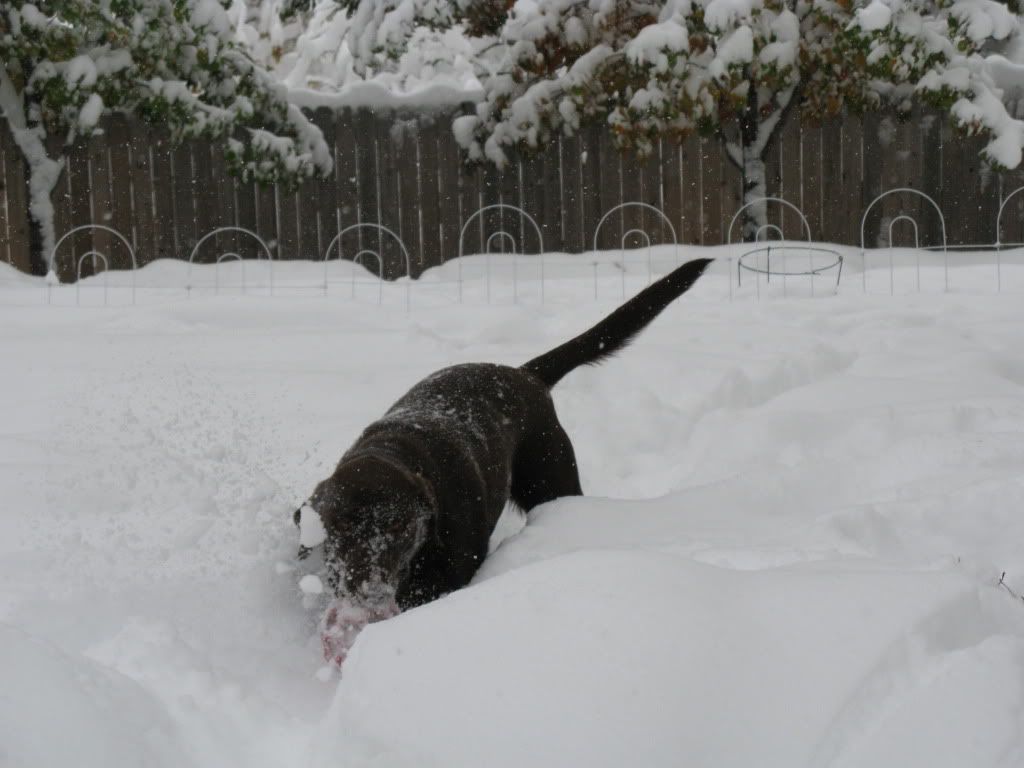 Snow1.jpg