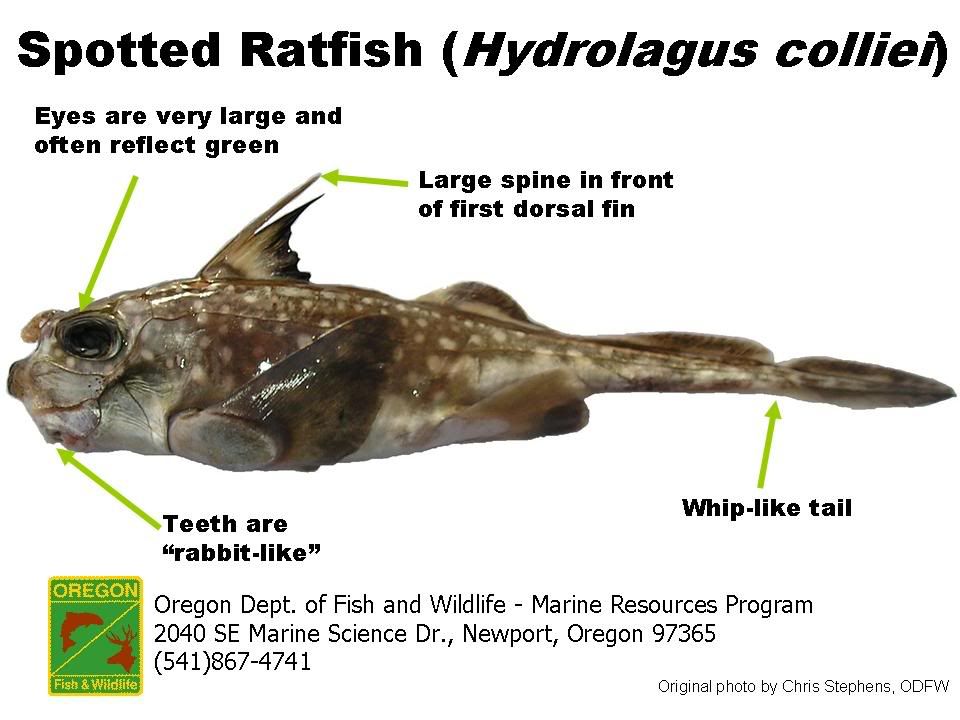 Hydrolagus_colliei.jpg