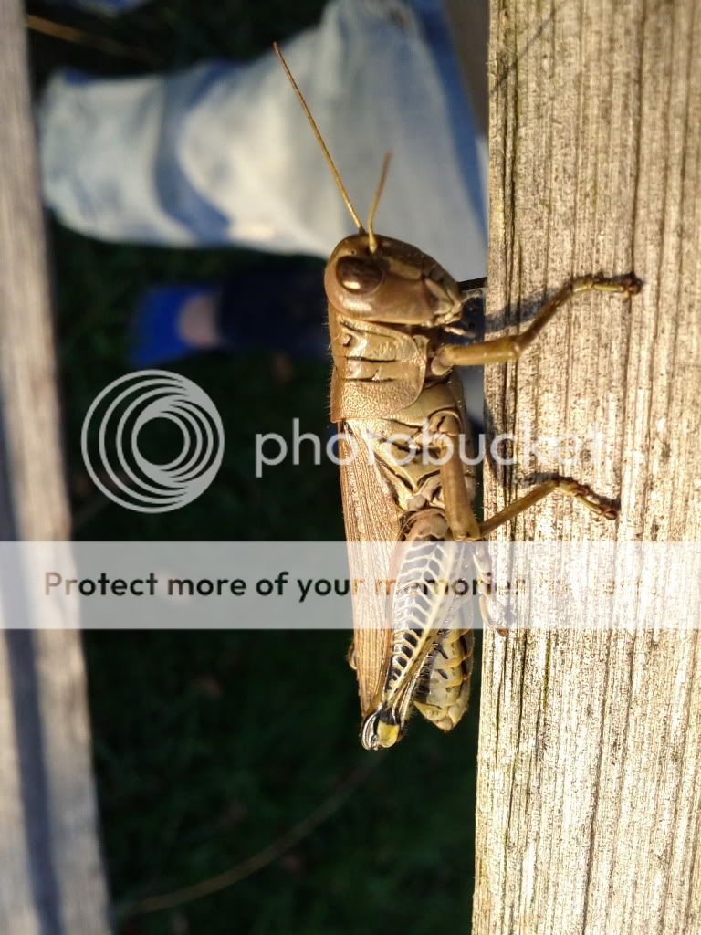IMG_20111011_171127.jpg