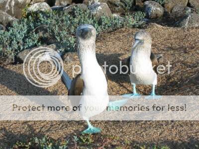 blue-footed-boobies-dance.jpg