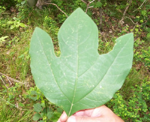 plant2.jpg